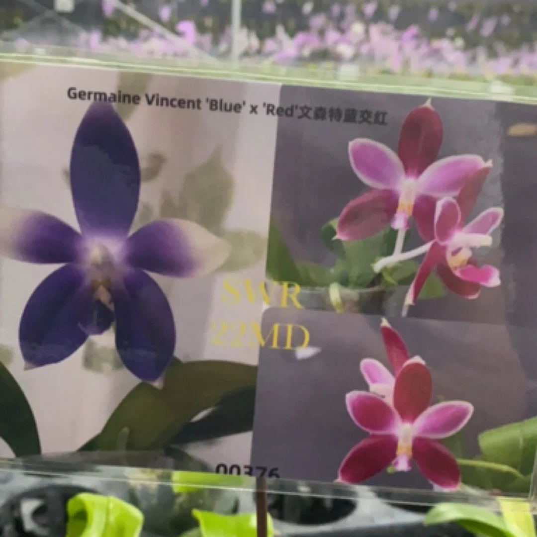 蝴蝶兰 文森特蓝交红兰厂直发