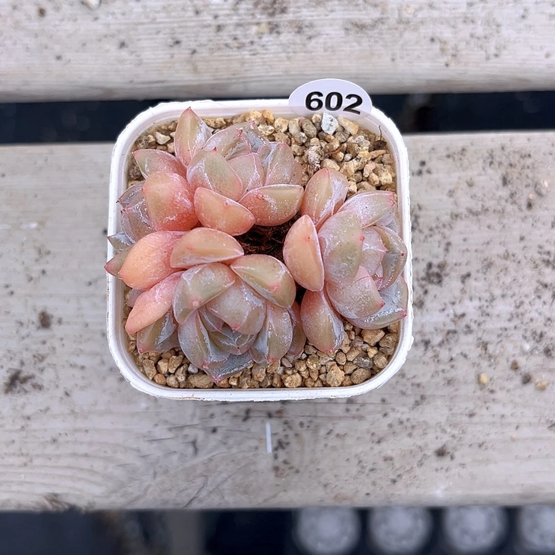 602一物一拍孤品多肉