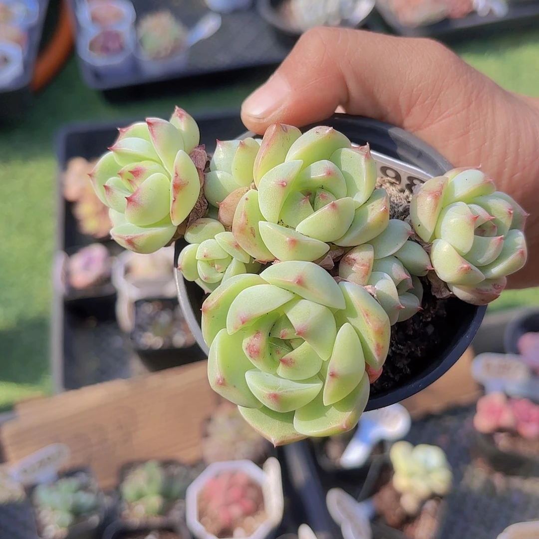 妍***D798黄真伊一物一拍