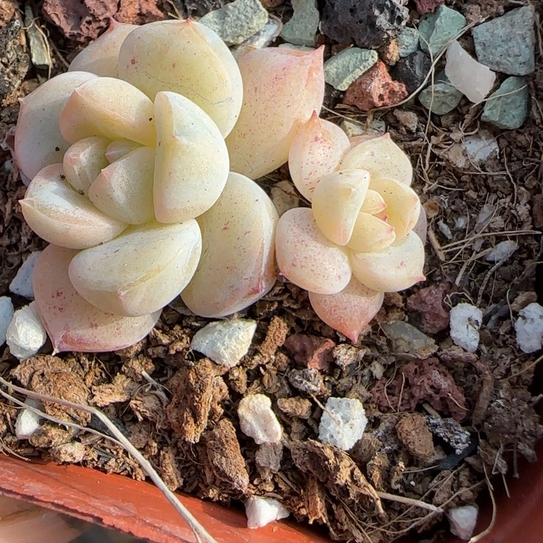 小卡拉米糖心一物一拍