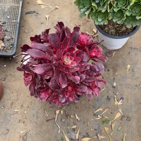 美杜莎40多肉植物法师