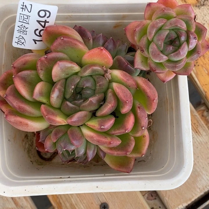 蓝***地1649掉头不售后～12厘米