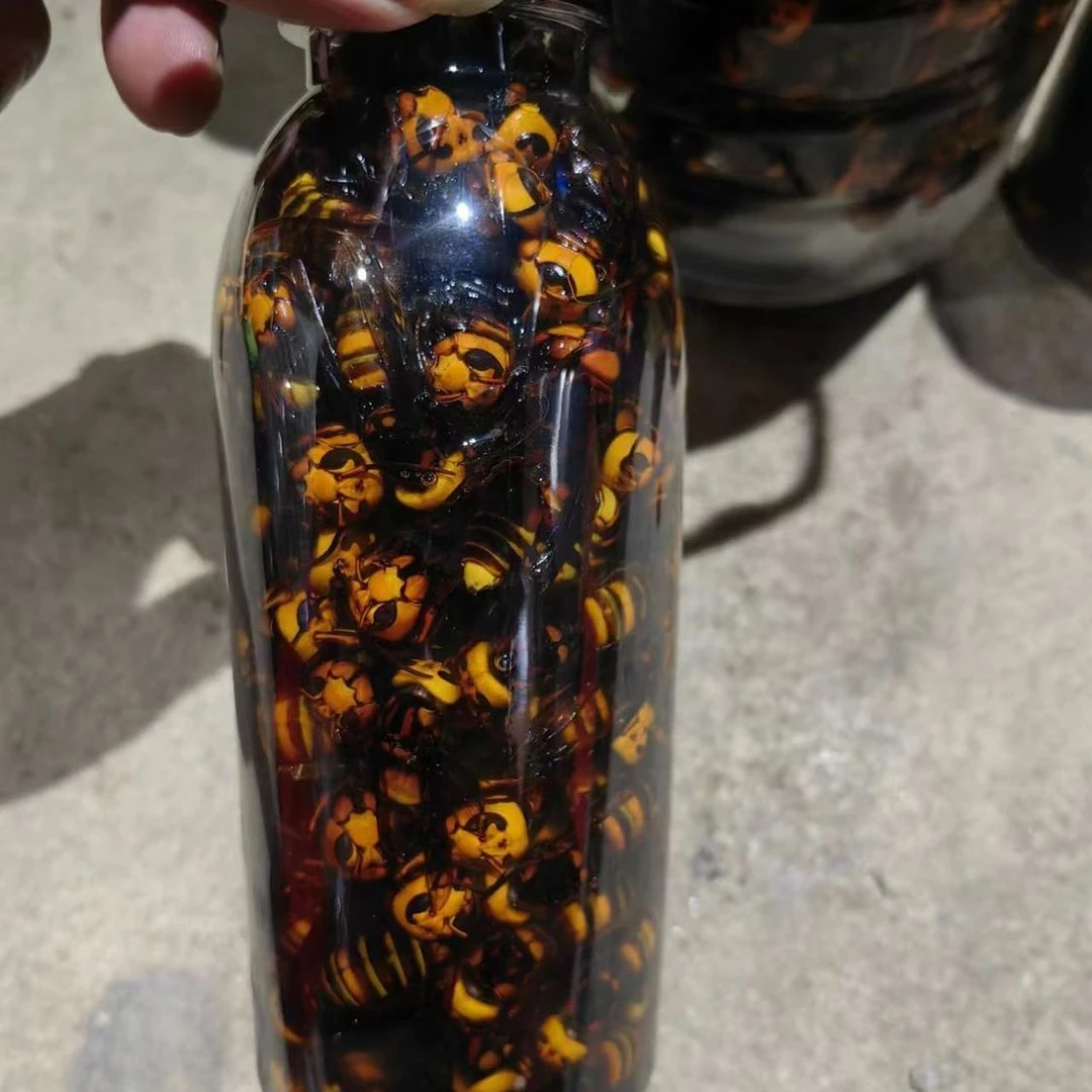 野生活泡金环虎头蜂红娘虎头蜂优质蜂品100个