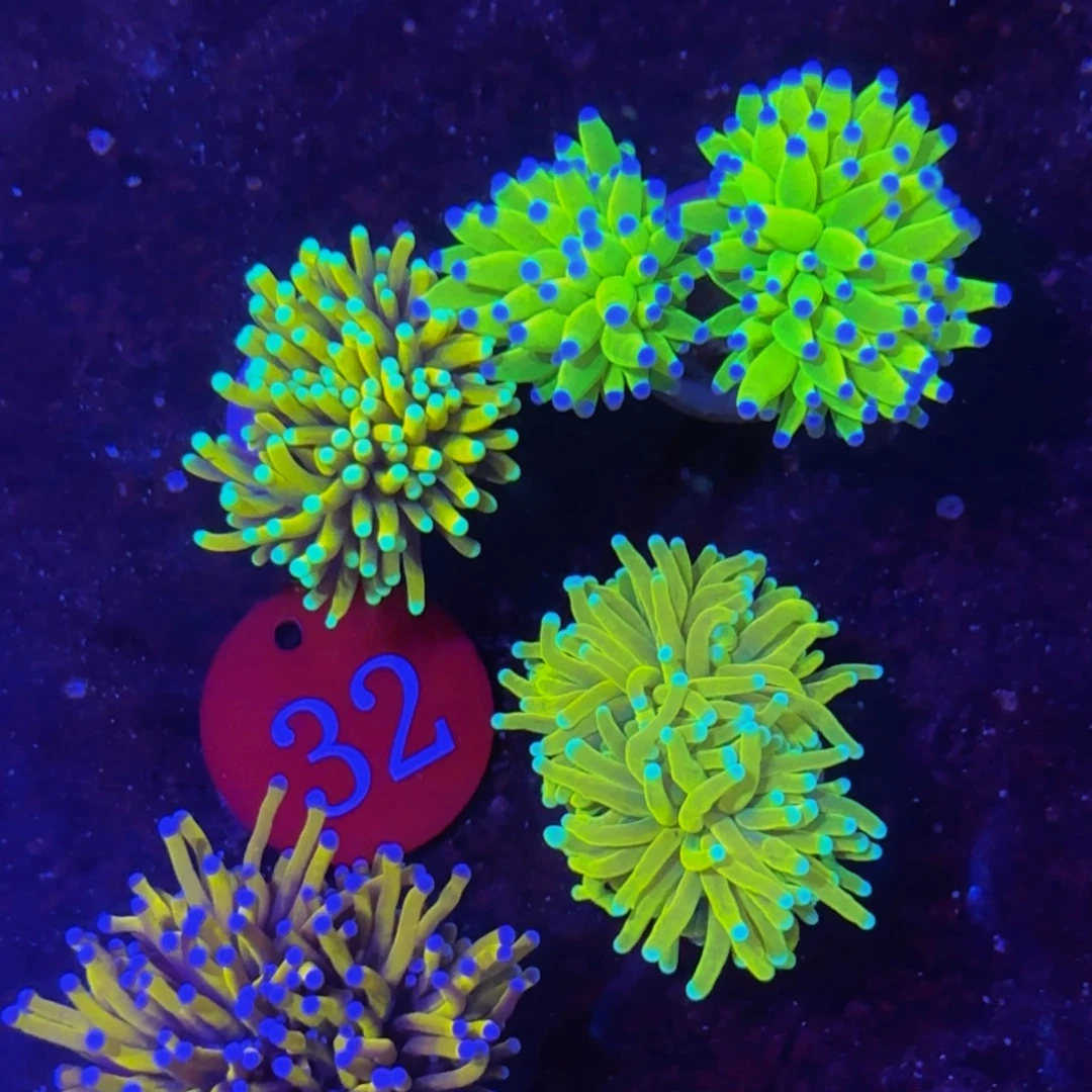 万鱼来朝海水观赏