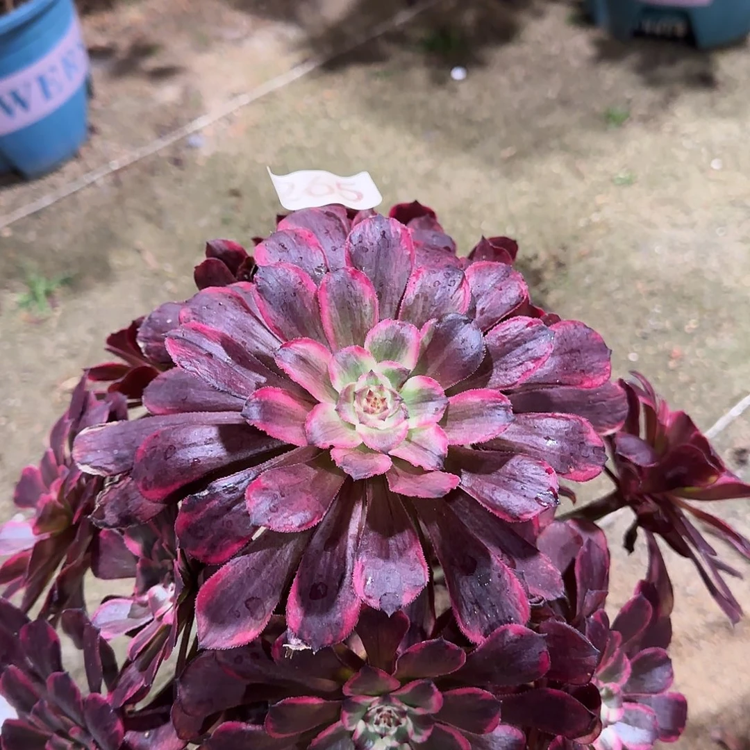 多肉植物法师粉265烟花
