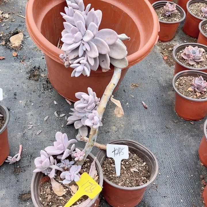 晨语多肉一物一拍178 1245