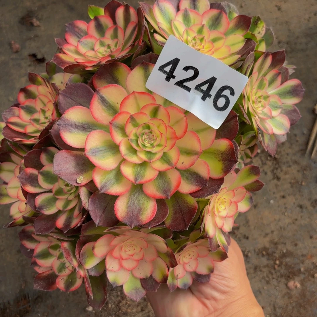 4246多肉植物荔枝特价