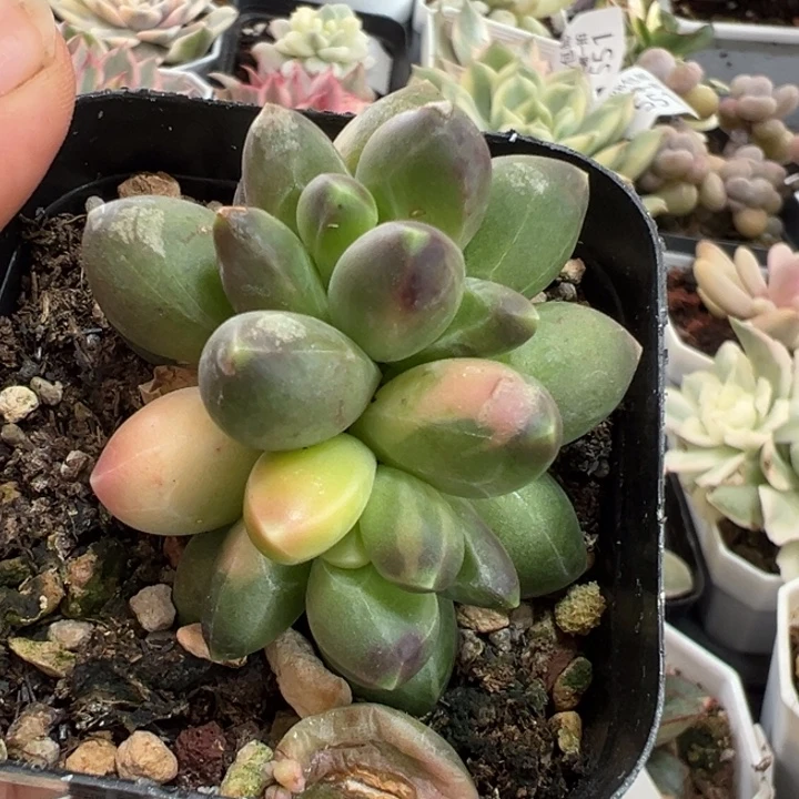 千代田锦多肉植物572