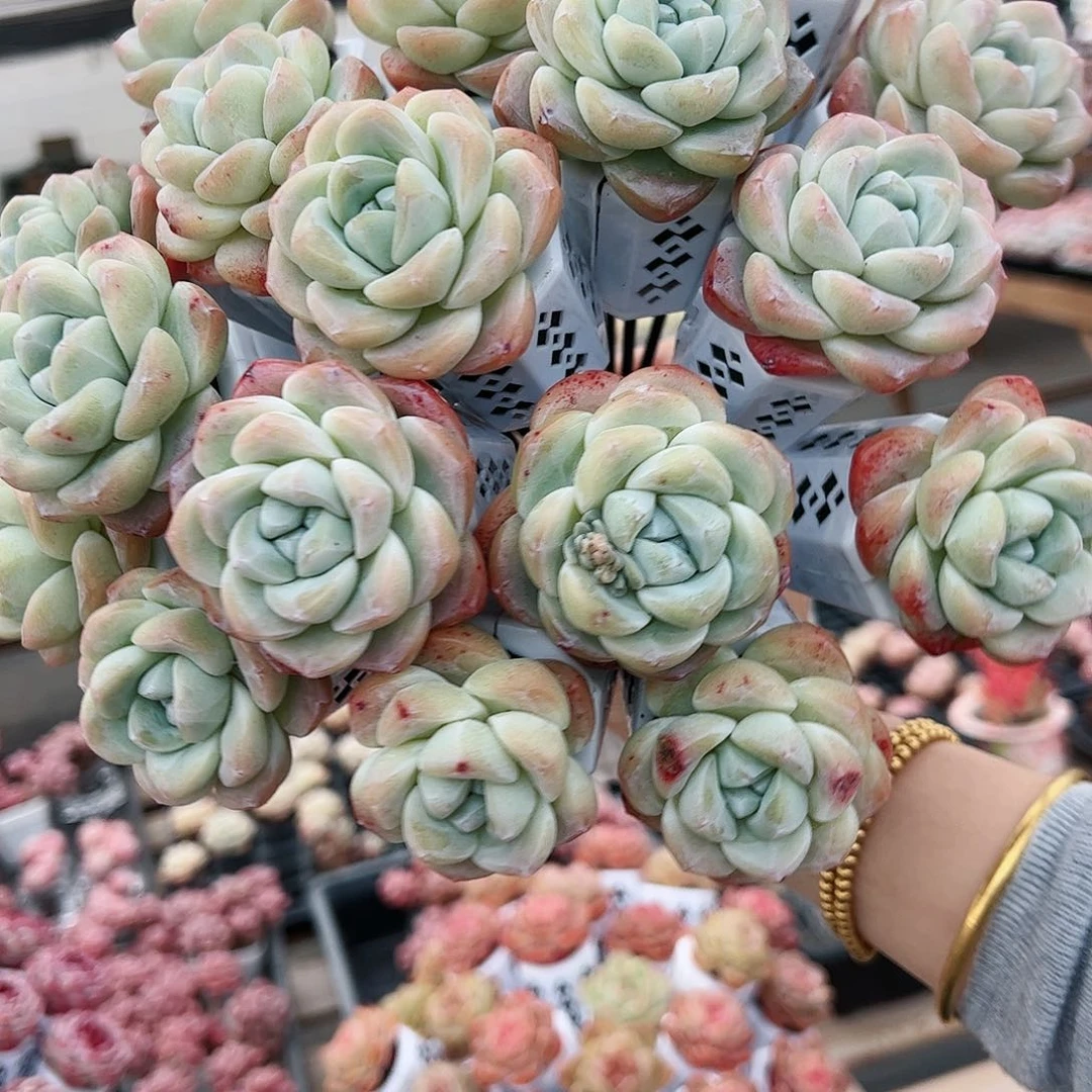 冰玉花束20支一套