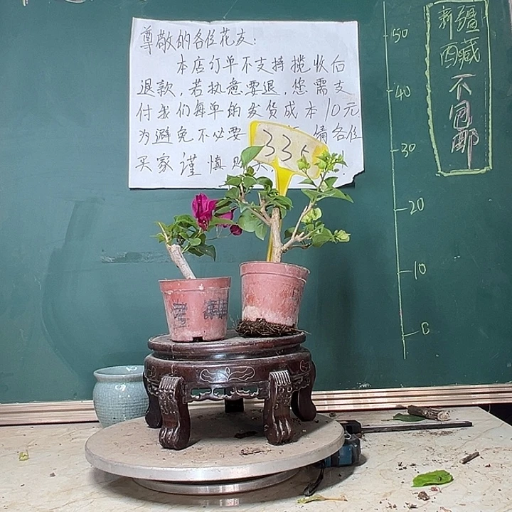 当前无花栽培后可以开花绿樱掌中宝 玫瑰红掌中宝335