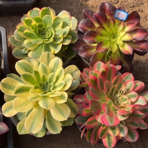 872多肉植物组合
