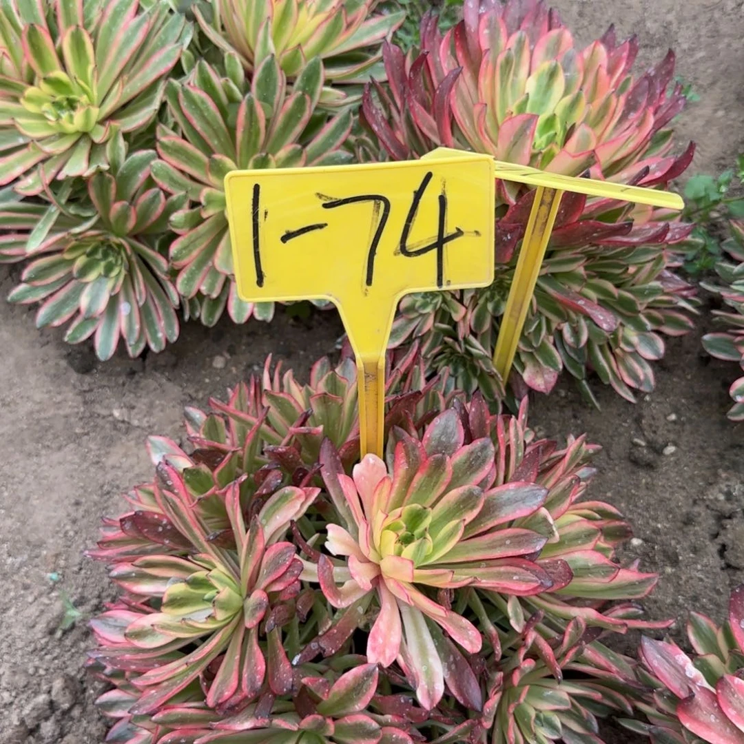 1-74--多头多肉植物
