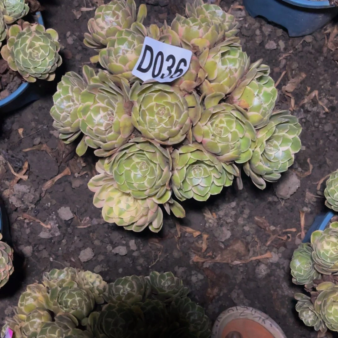 粉花妖16////18包邮