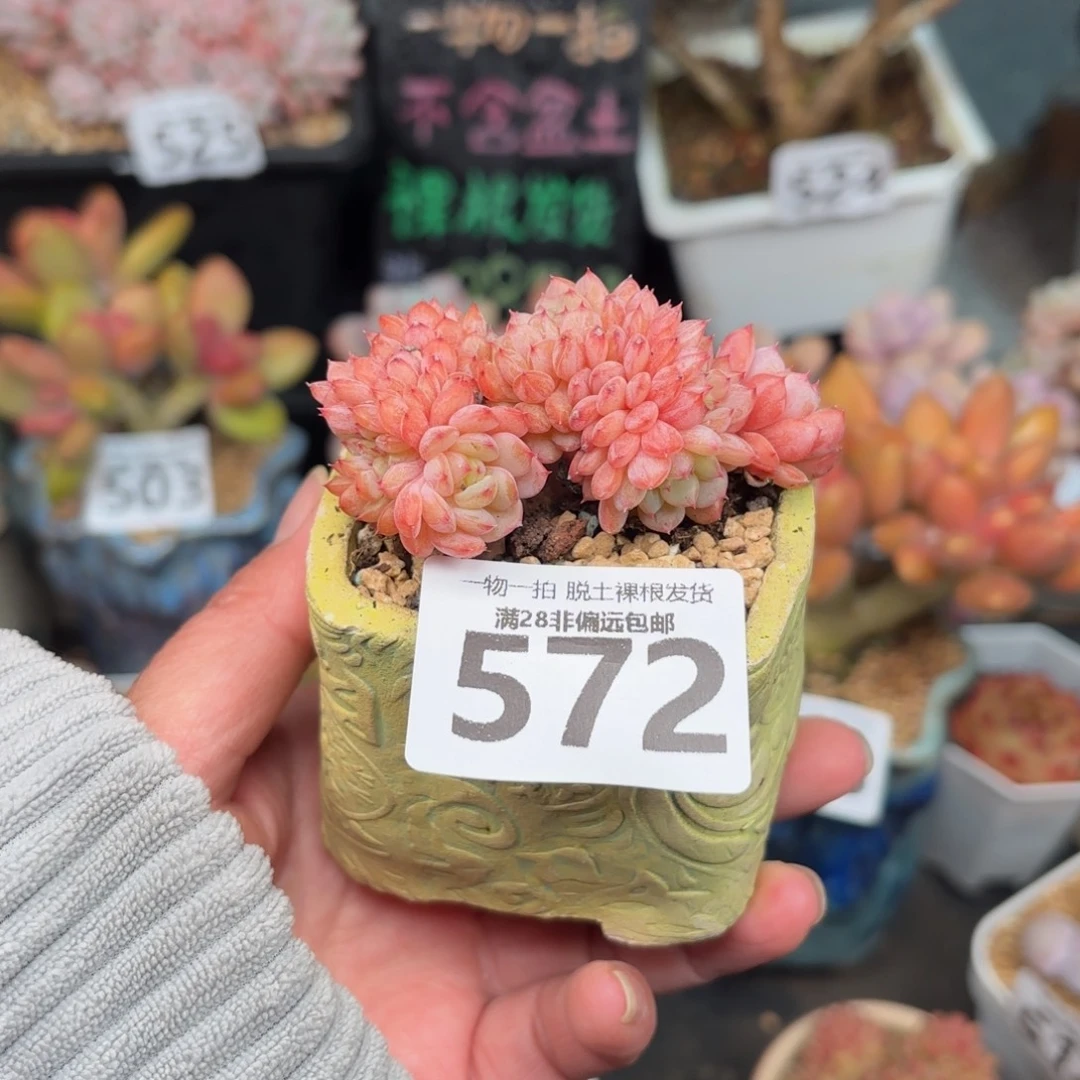 白胖子缀无盆土发货