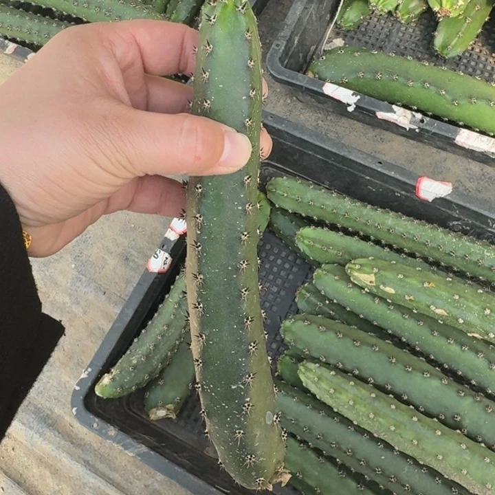 黑刺秀普无根侧牙20到25公分左右班