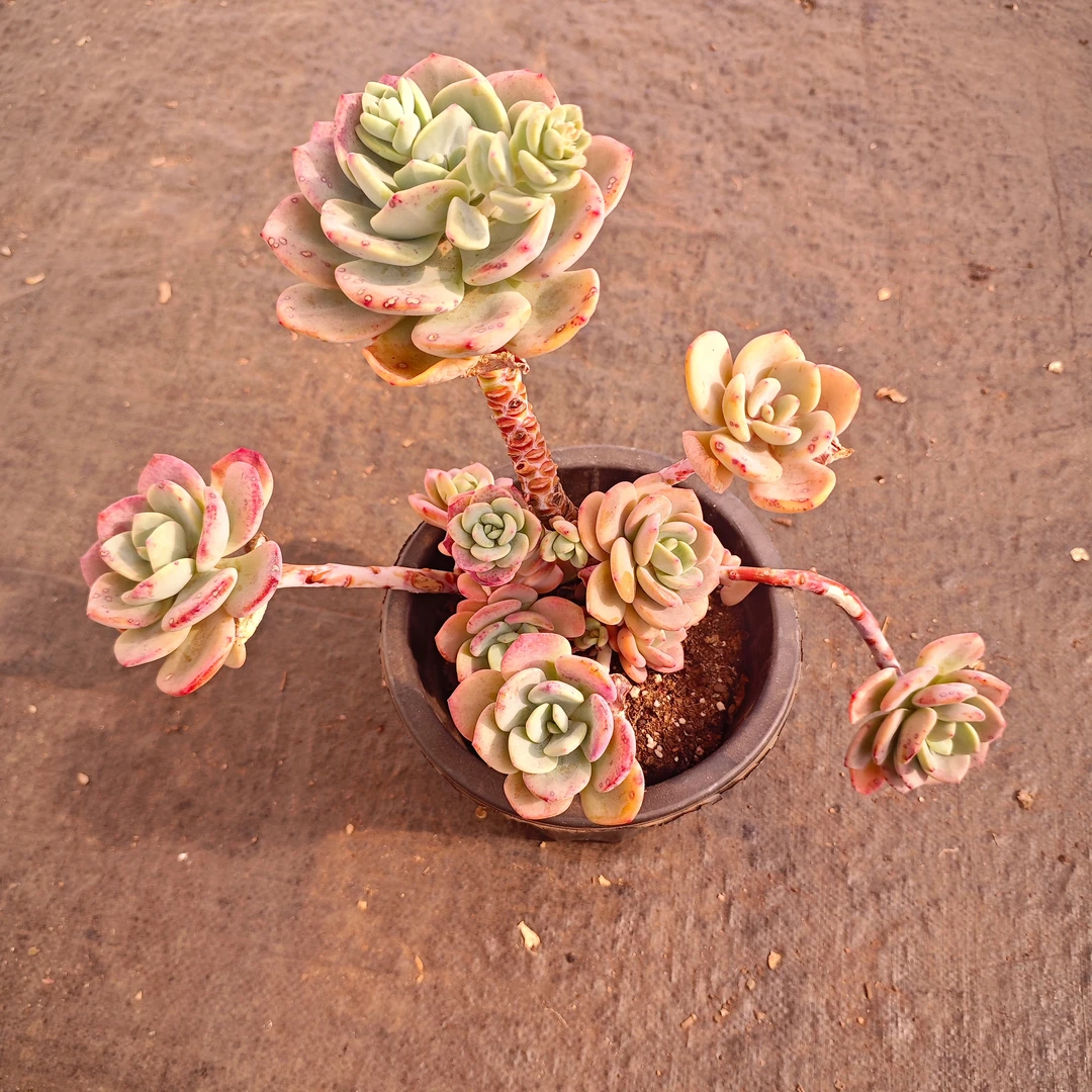 白月光180# 白月光多肉 新手必备好看好养一单包邮