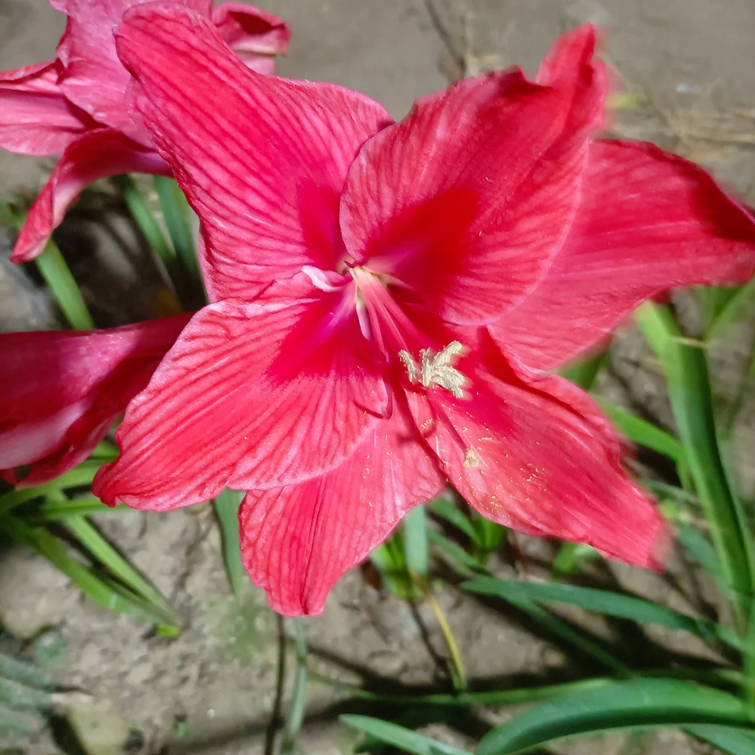 杂交朱顶红直播间一物一拍花剑不包损