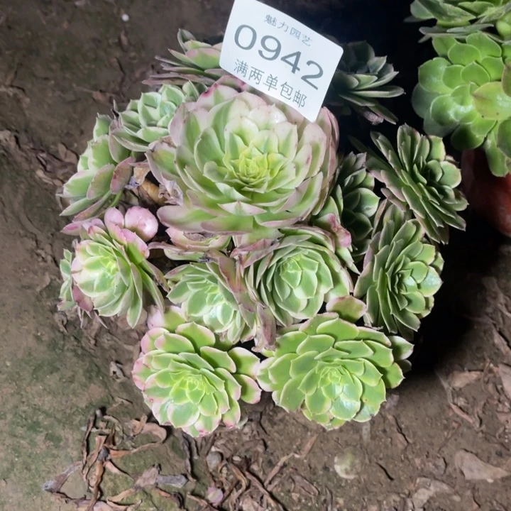 0942海王多的多肉的