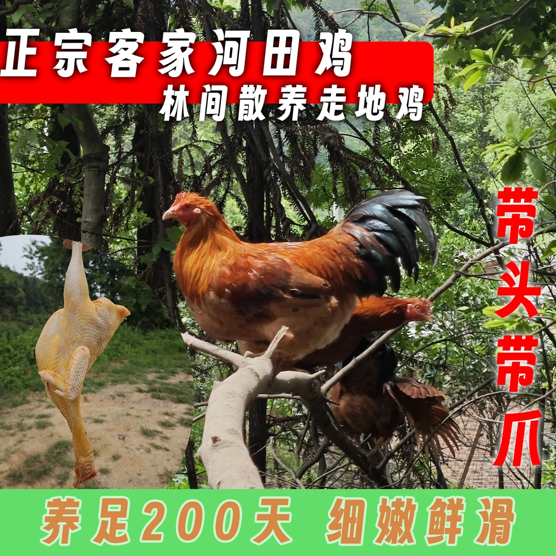 【龙岩武平】正宗客家长汀河田鸡林间散养走地鸡200天老鸡鲜香嫩滑