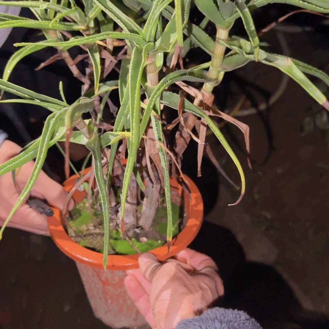 时***心块根植物块根植物