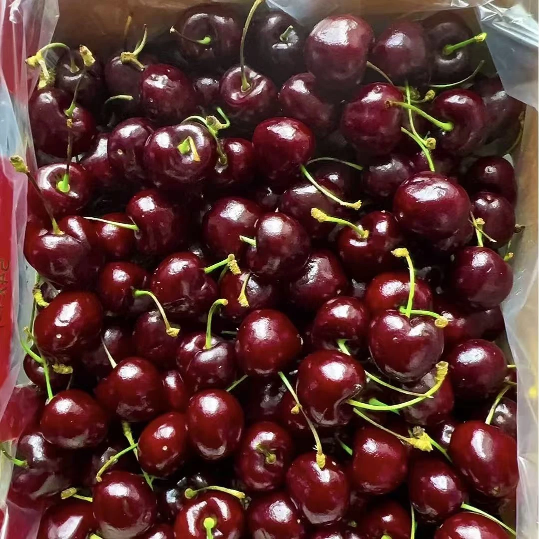 海运智利桑提娜JJD车厘子五斤（北安）智利桑提娜桑提娜智利