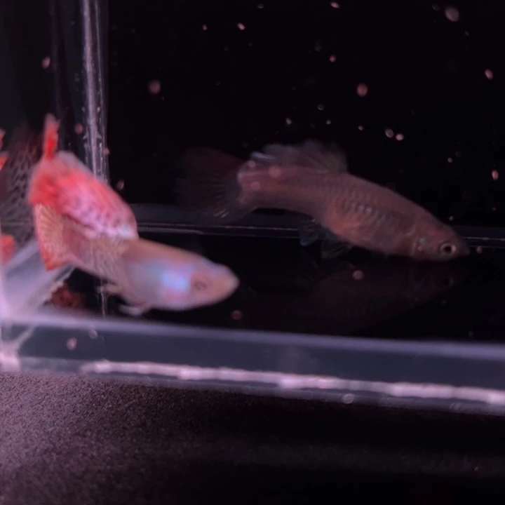孔雀鱼花瓣金属蕾丝1对
