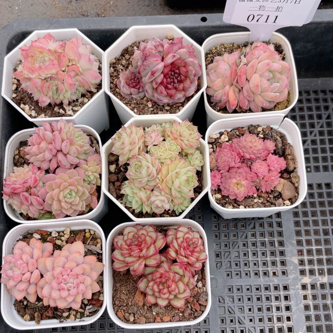 薇薇安园艺多肉0711