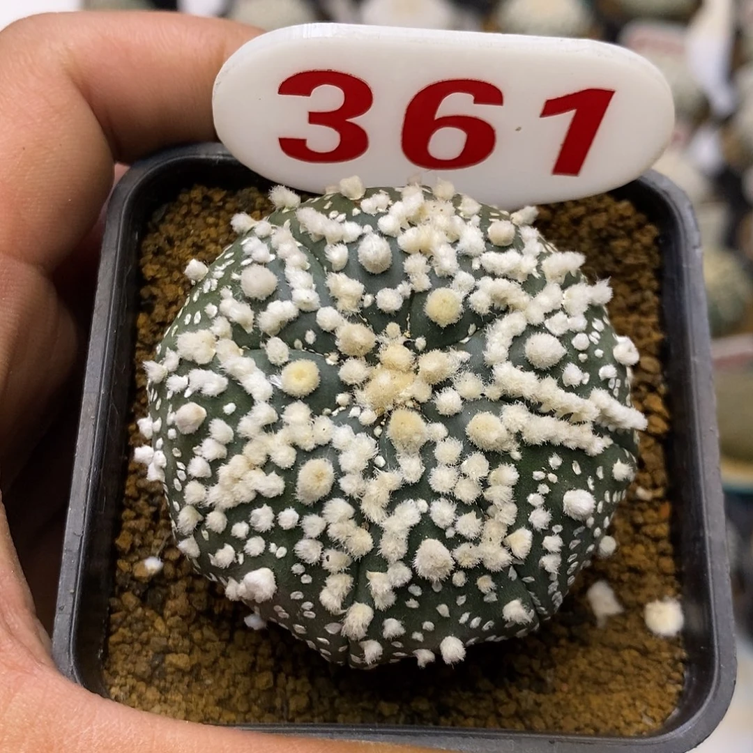 361花园福利特价来了打