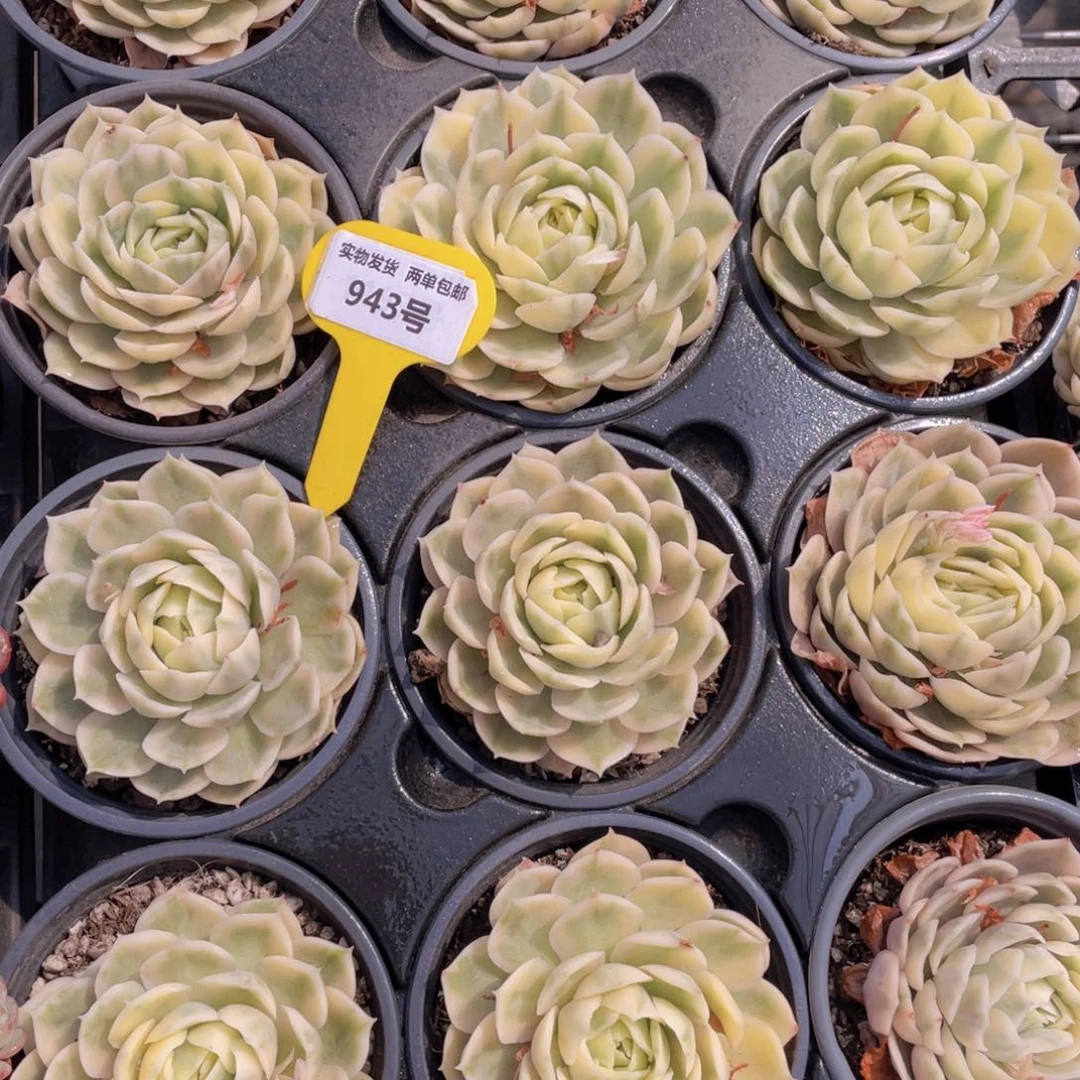 943号 昂斯诺锦单头一个