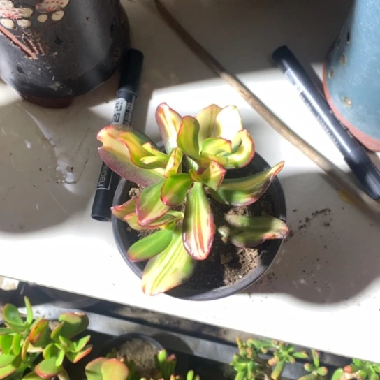 香紫叶一棵换卷叶一棵