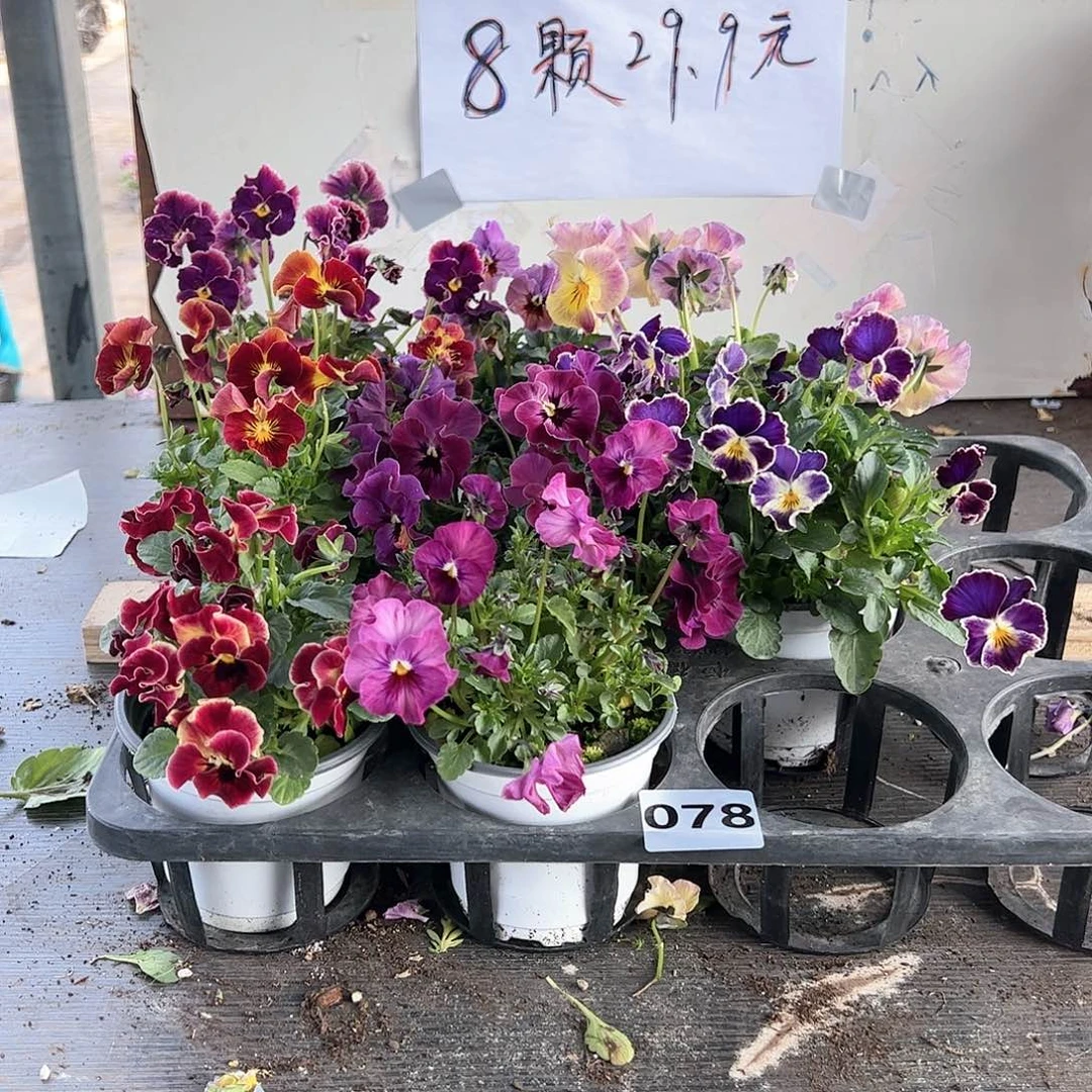 【闪购商品】078号