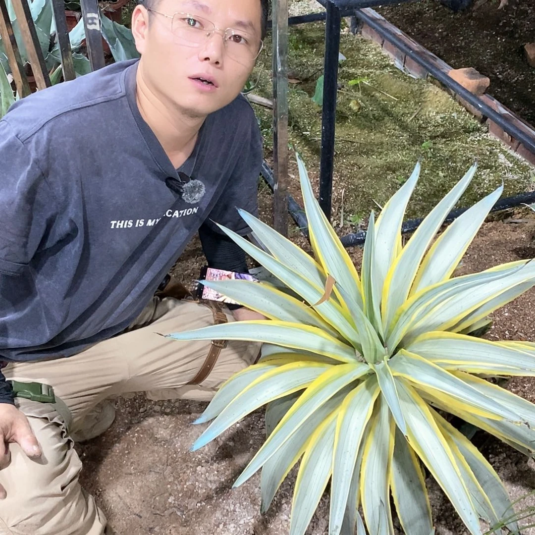 银河旅人10-15公分