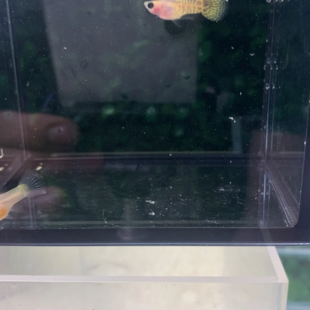 孔雀鱼黄蕾丝玻璃猫5条