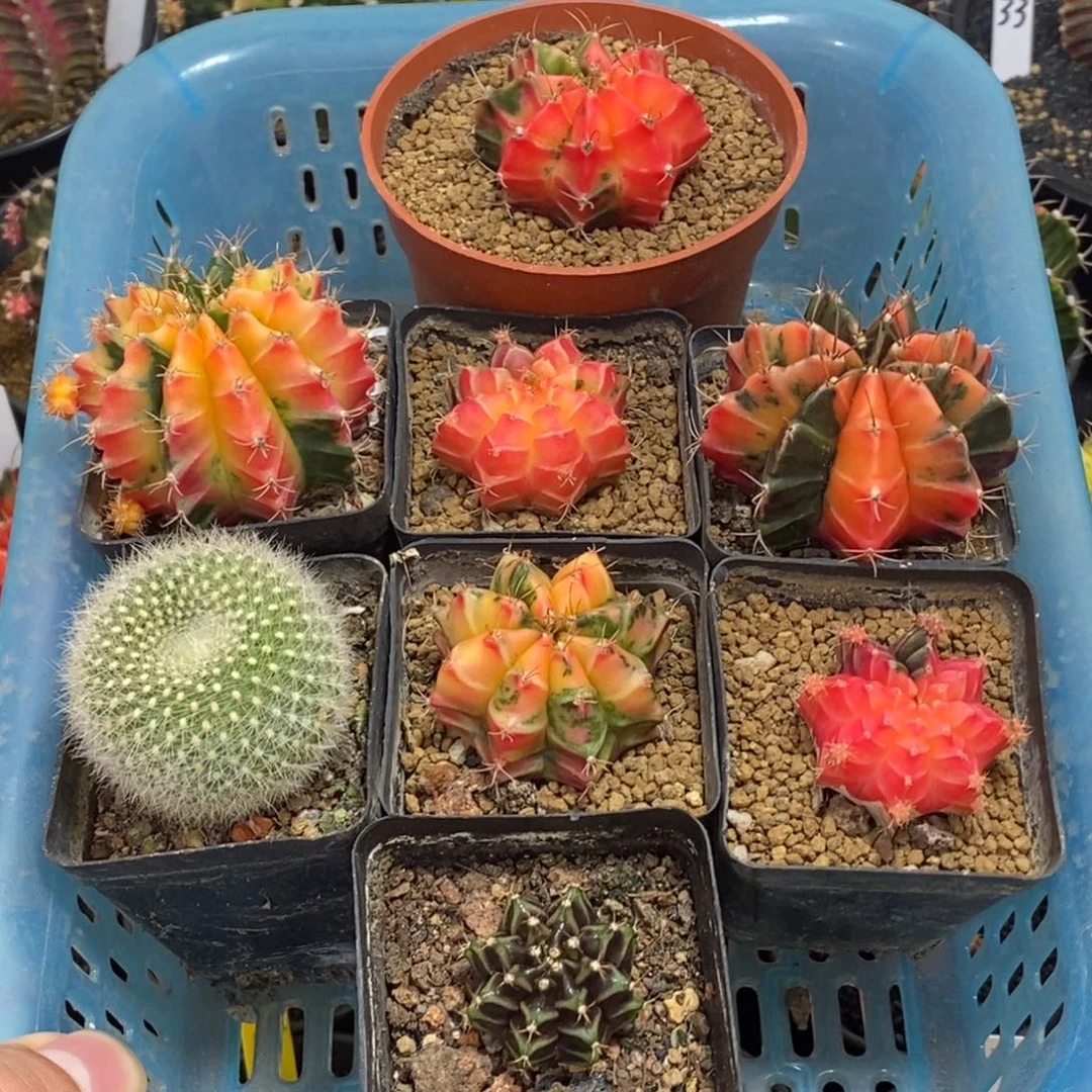 一筐8高68米福利—脱土发货