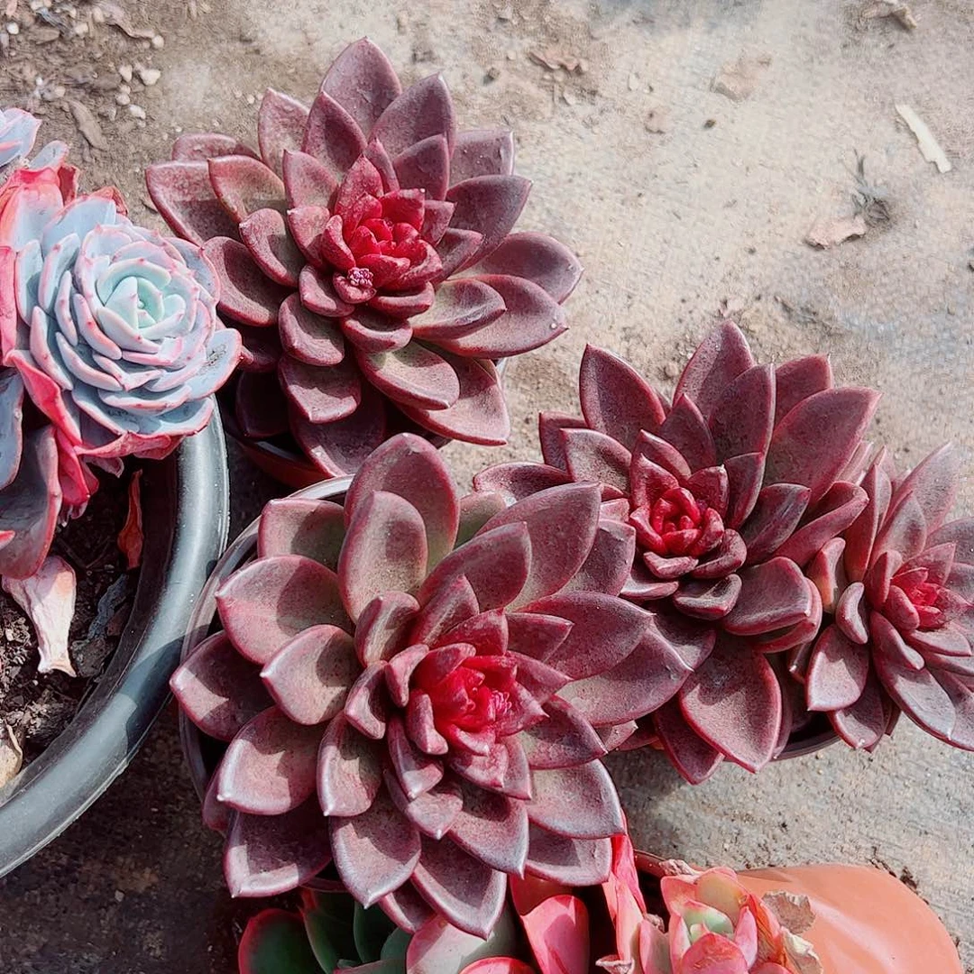 丰沛玫瑰大单头精品三盆