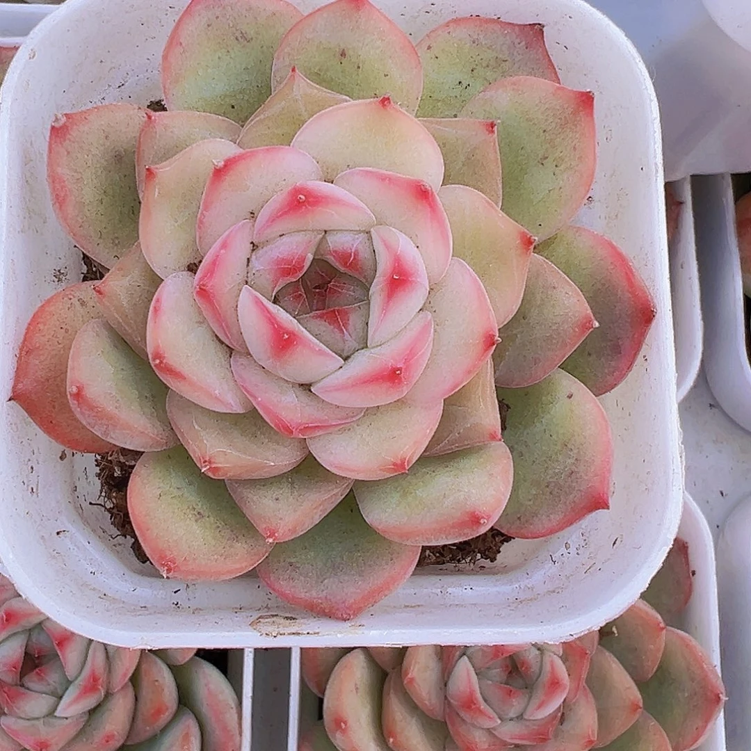 玉笛19包邮多肉植物