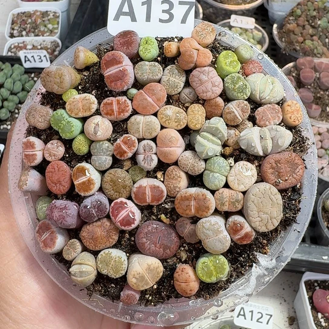 137多肉植物多肉植物