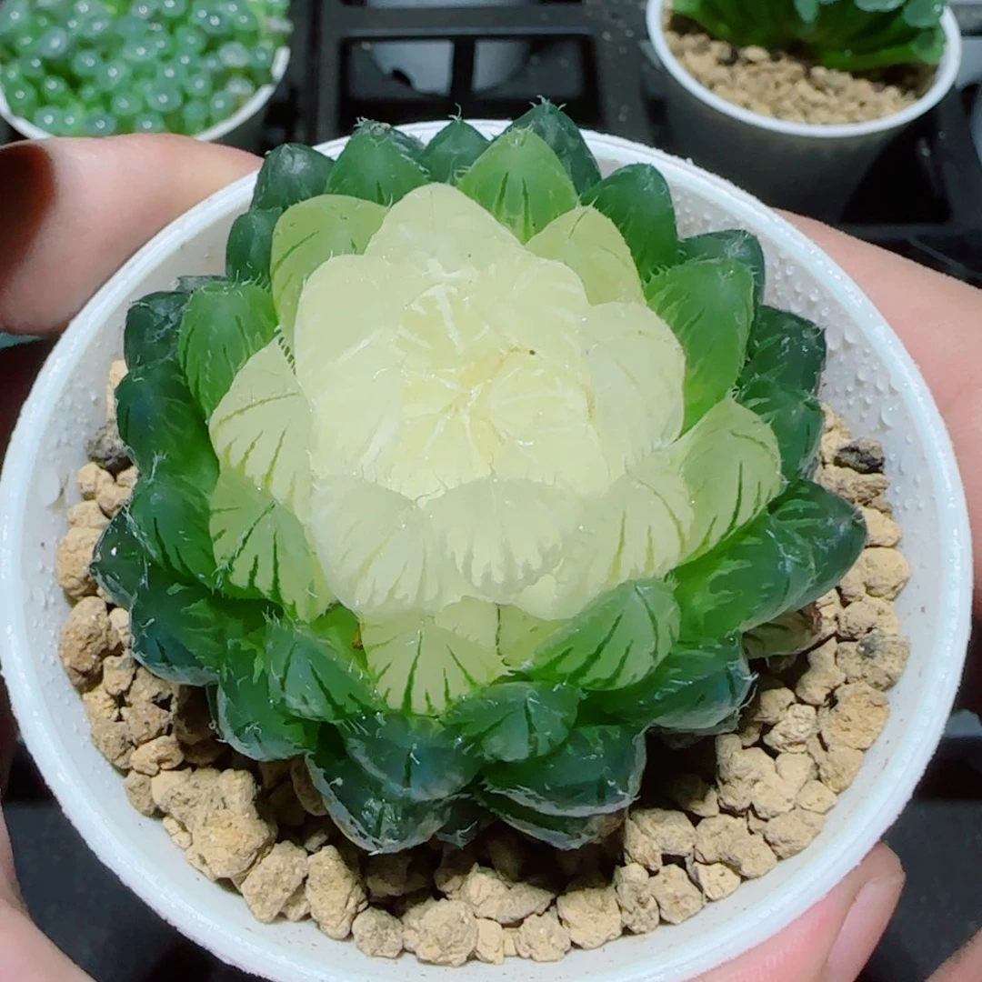 宝莲灯玉露多肉植物