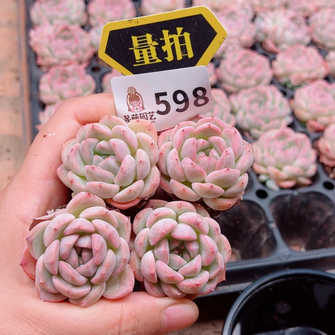 当前无花朵，栽培后可花朵
