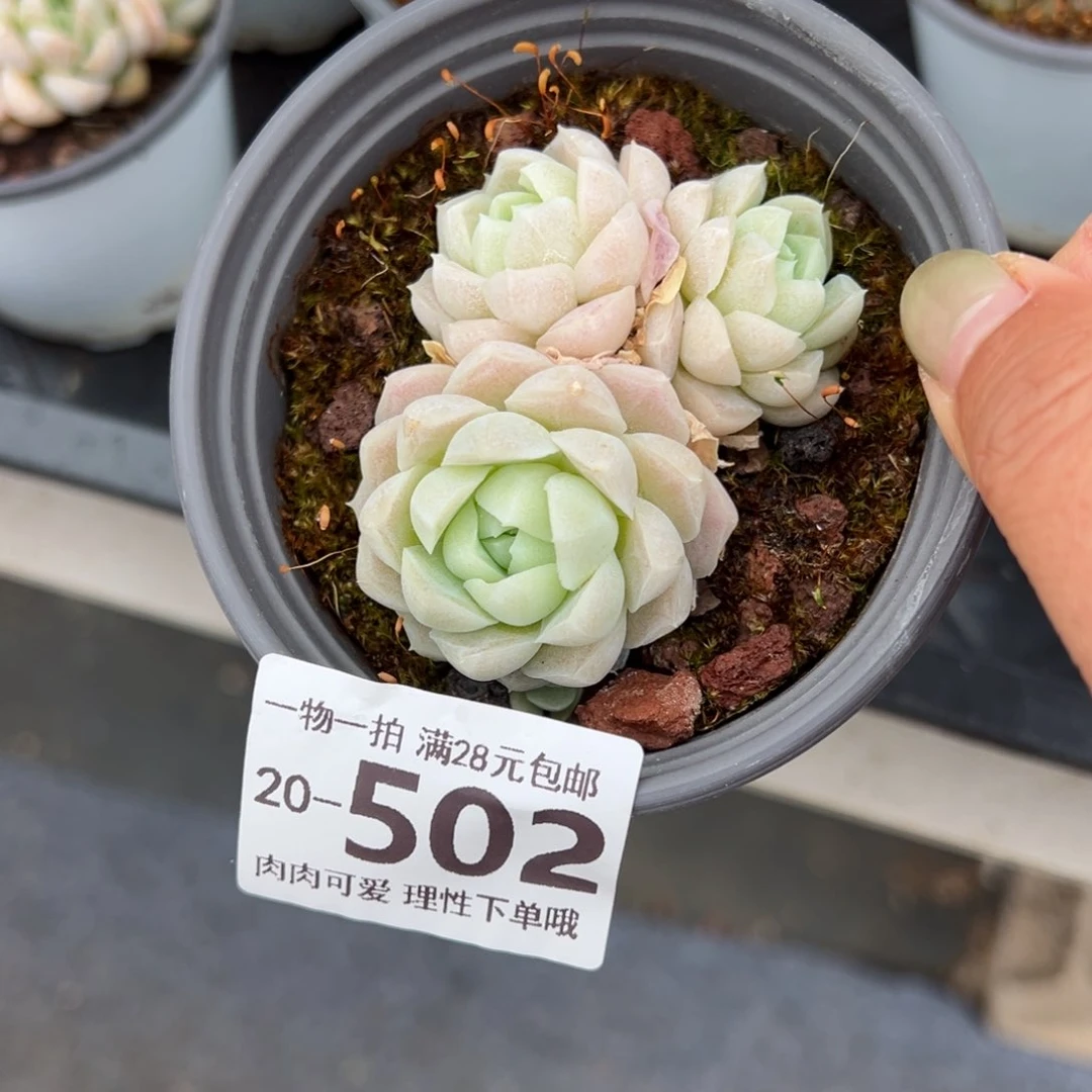 甜*?月影不包整多肉多肉多肉多肉