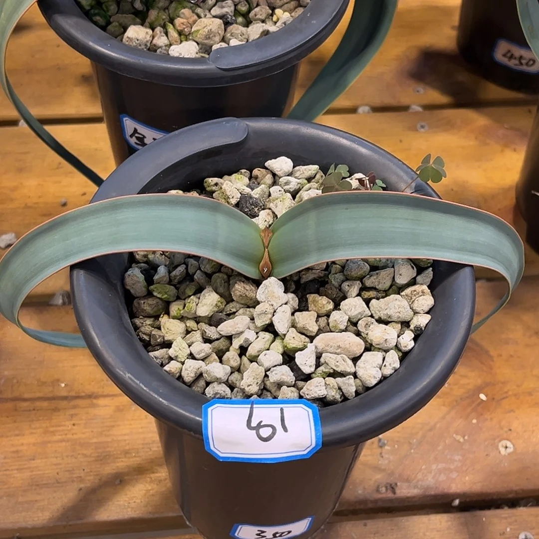 优选百岁兰，超蓝19号