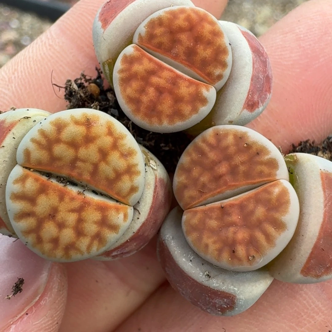 397三颗， 0000000000000