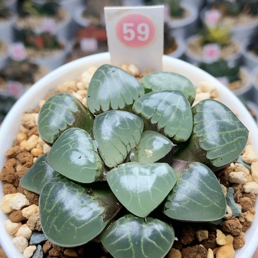 【闪购商品】59冰魄女王
