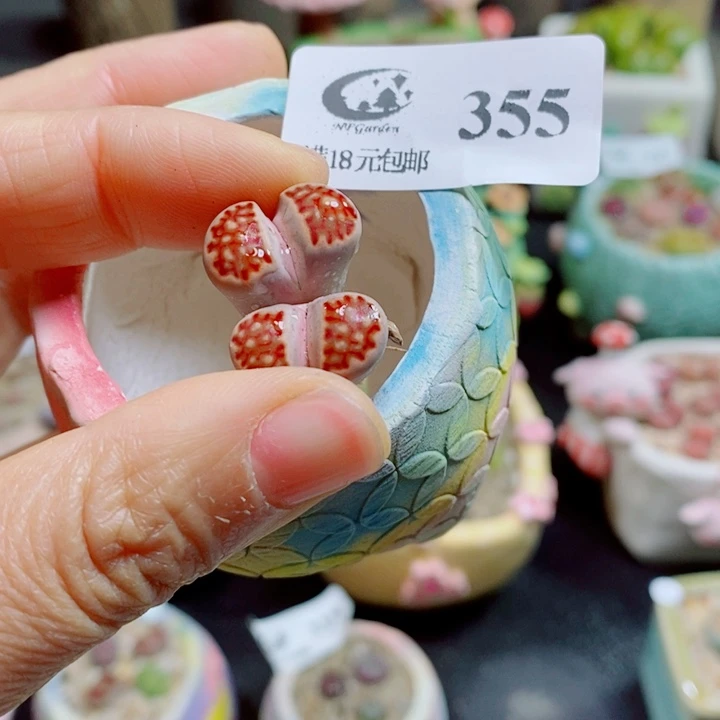雨***點生石花花花花花花355
