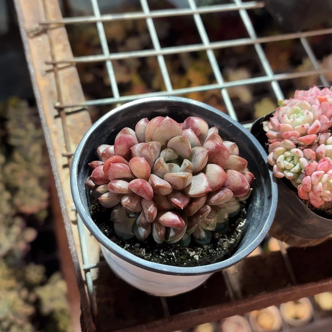 葡萄多肉整群9㎝盆