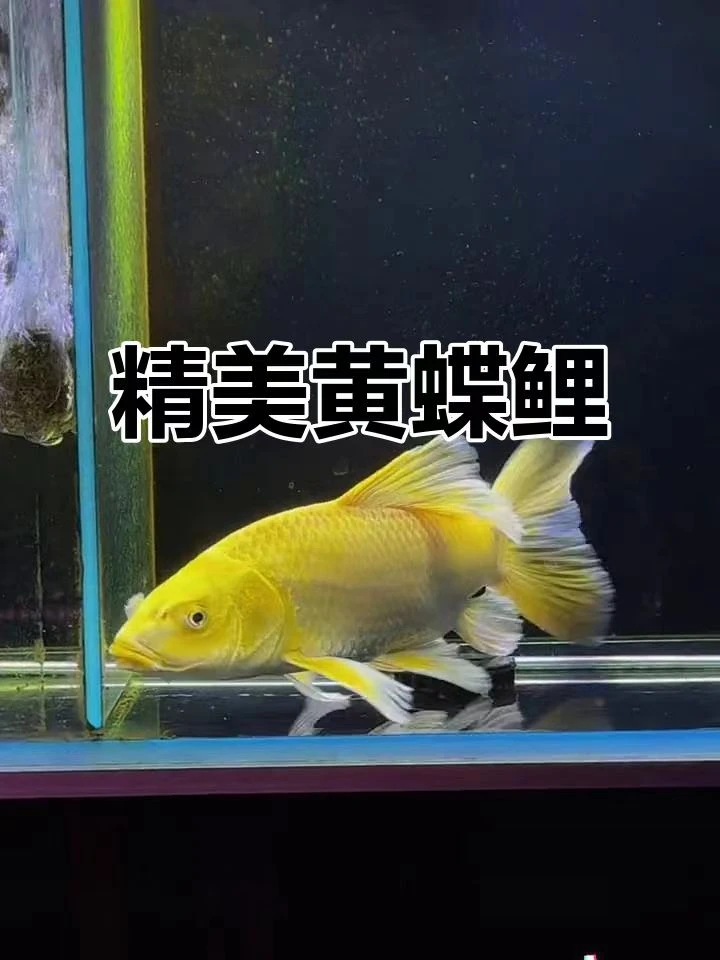 16~20公分黄色蝴蝶鲤精品冷水观赏鱼好养耐活