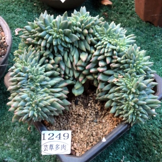 黑松露美人，1249，一物一拍