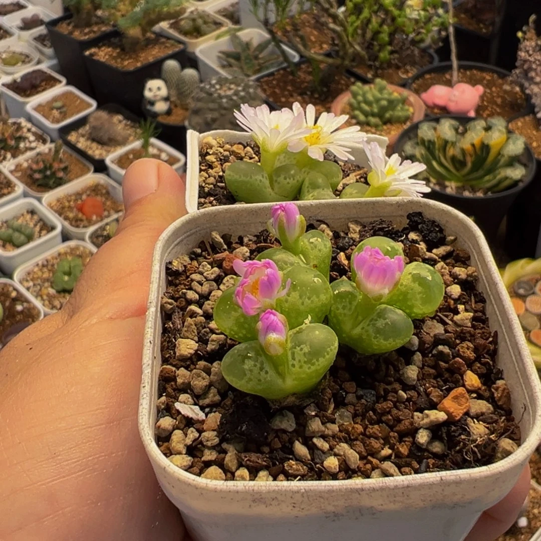 A***关052多肉植物种类多样