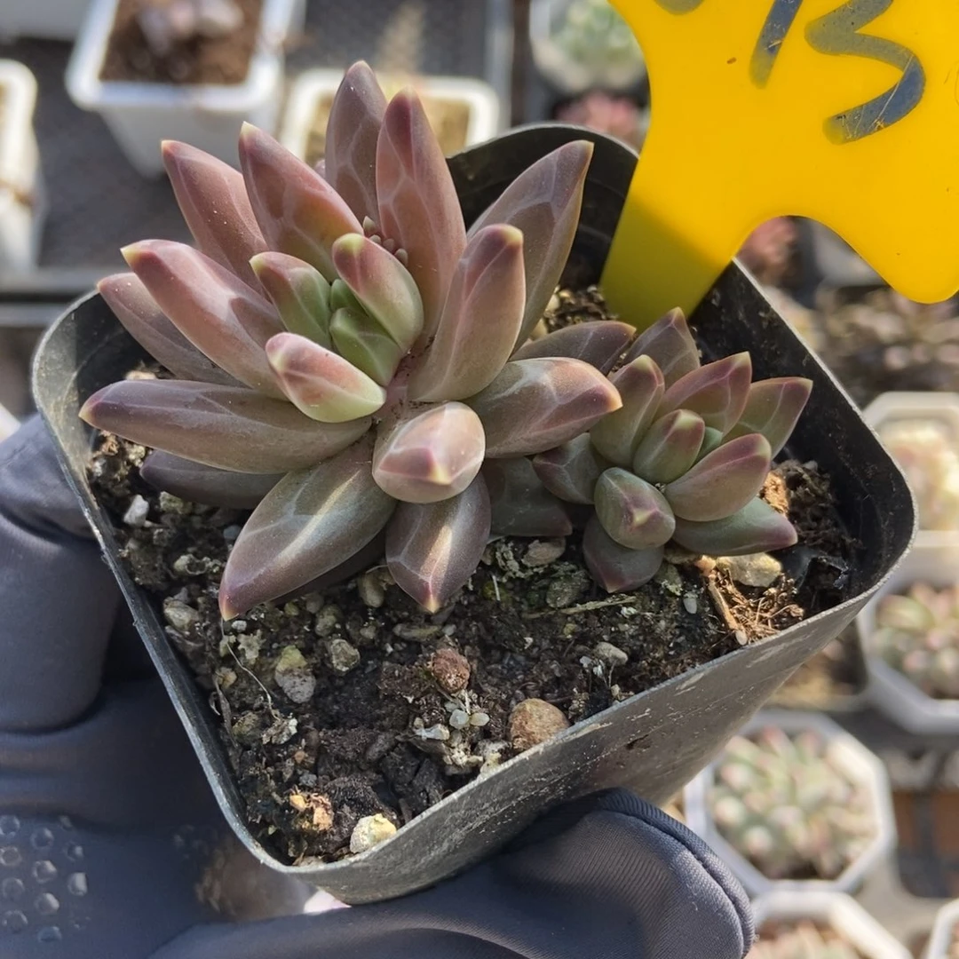 893梵高美人多肉植物保护