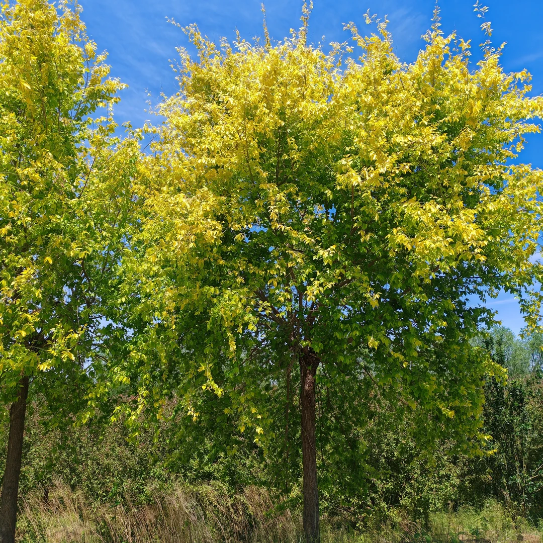 大型金叶榆绿植适合南北方种植可用于绿化带庭院种植